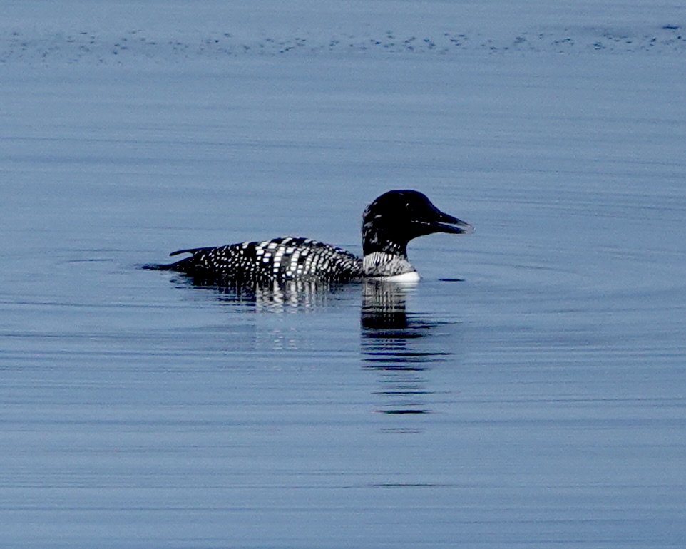 great northern diver